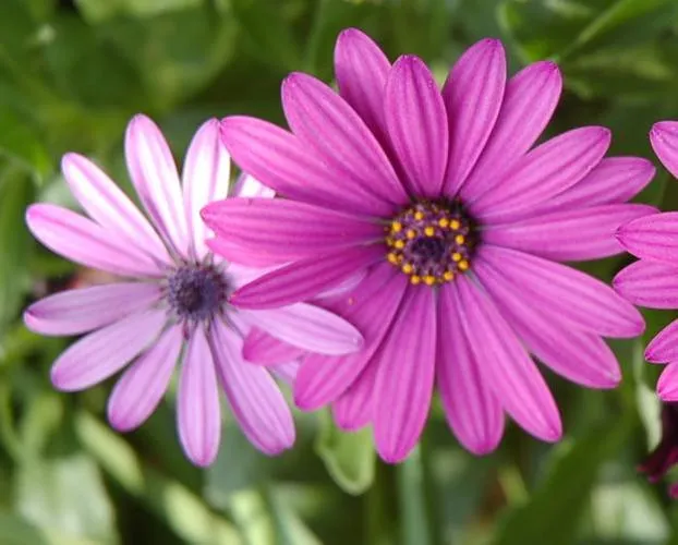 African Daisy (Osteospermum)