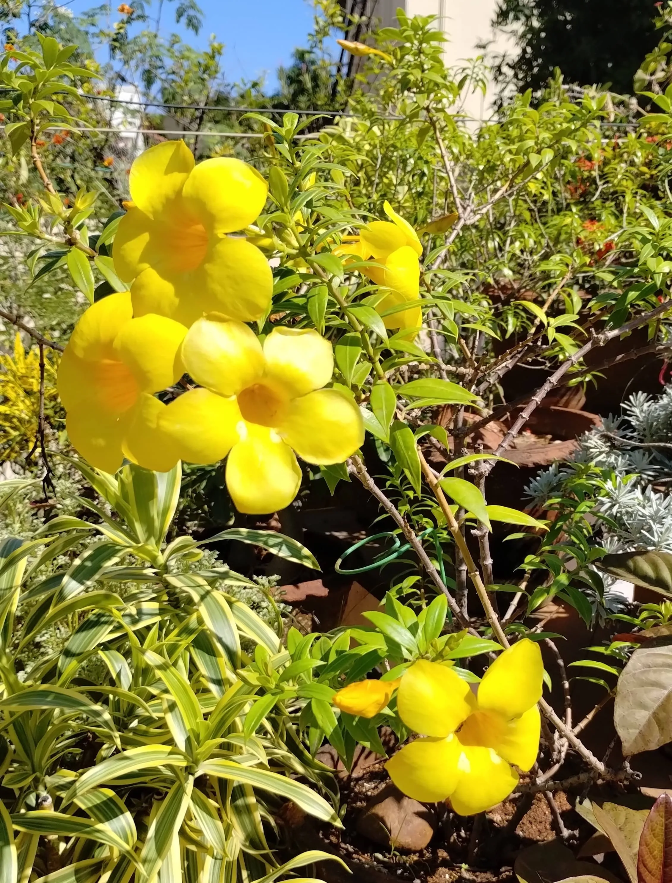 Allamanda