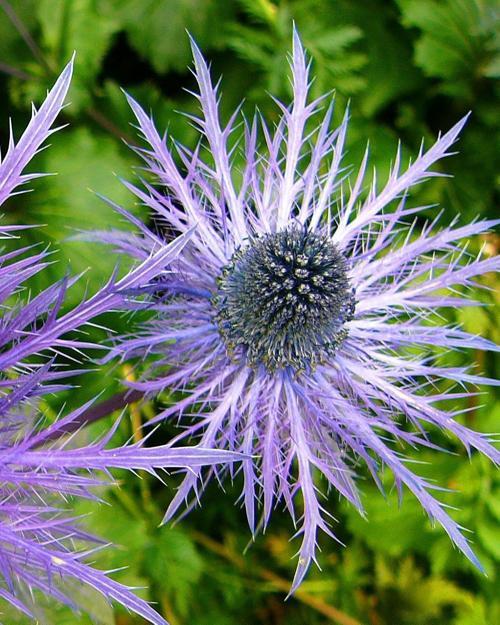 Alpine Sea Holly