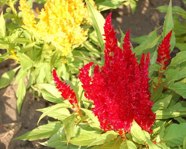 Celosia