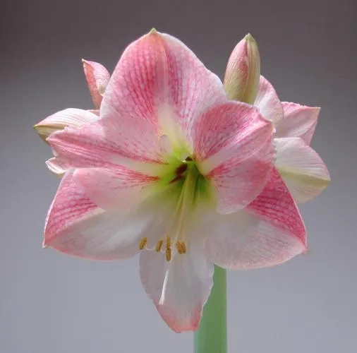 Amaryllis