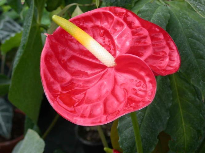 Anthurium