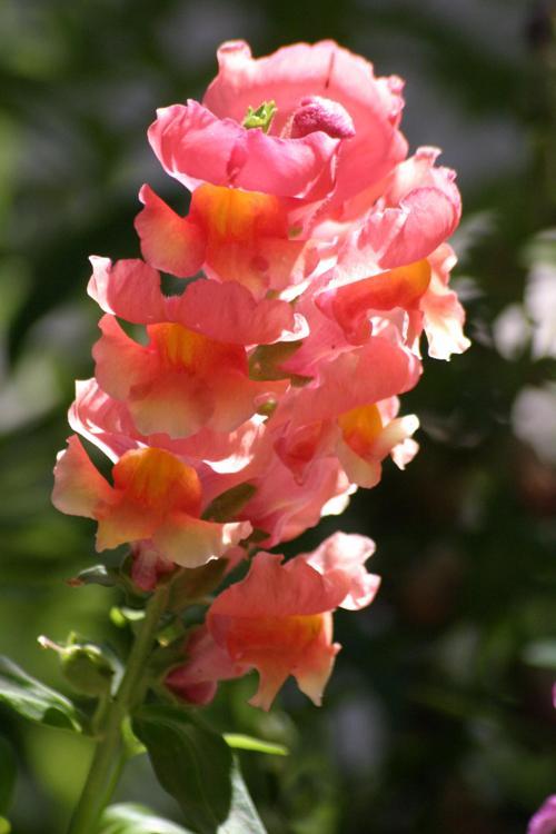 Antirrhinum