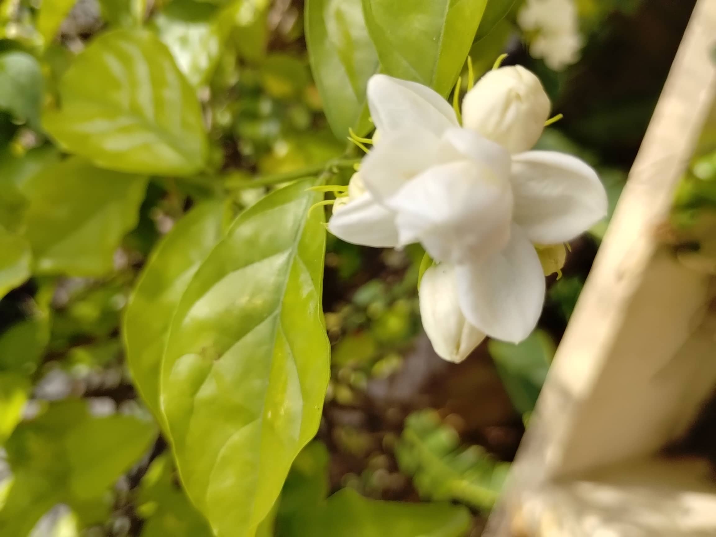 Arabian jasmine