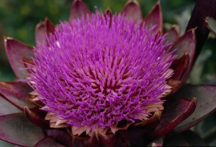 Artichoke