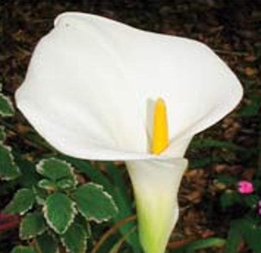Arum Lily