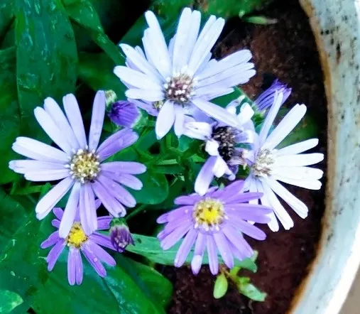 Aster (Michaelmas Daisy)
