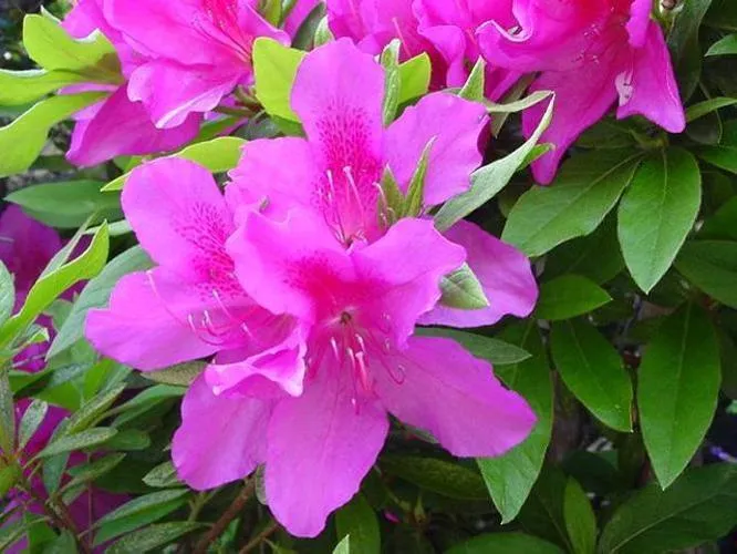 Azalea