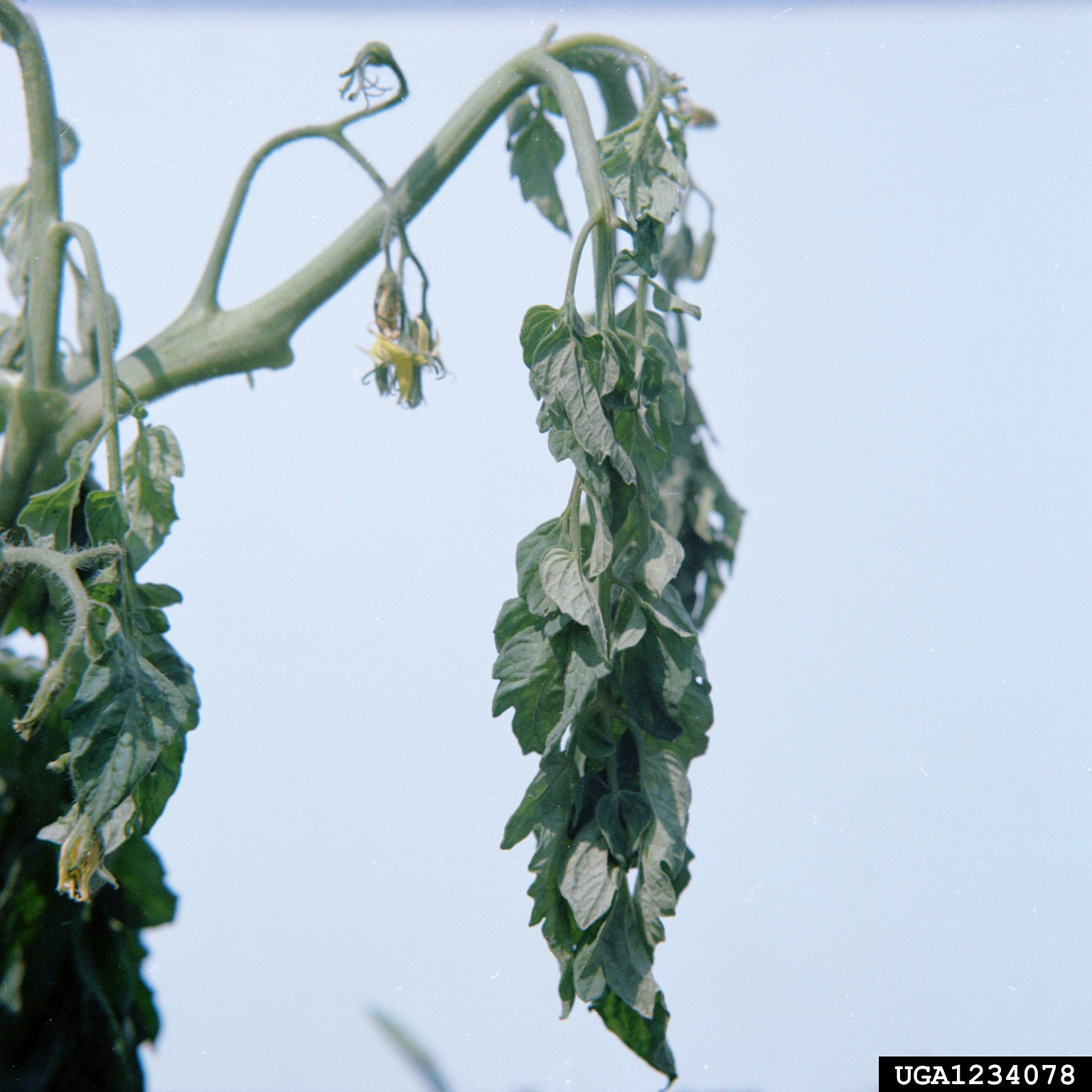 Bacterial Wilt Alert