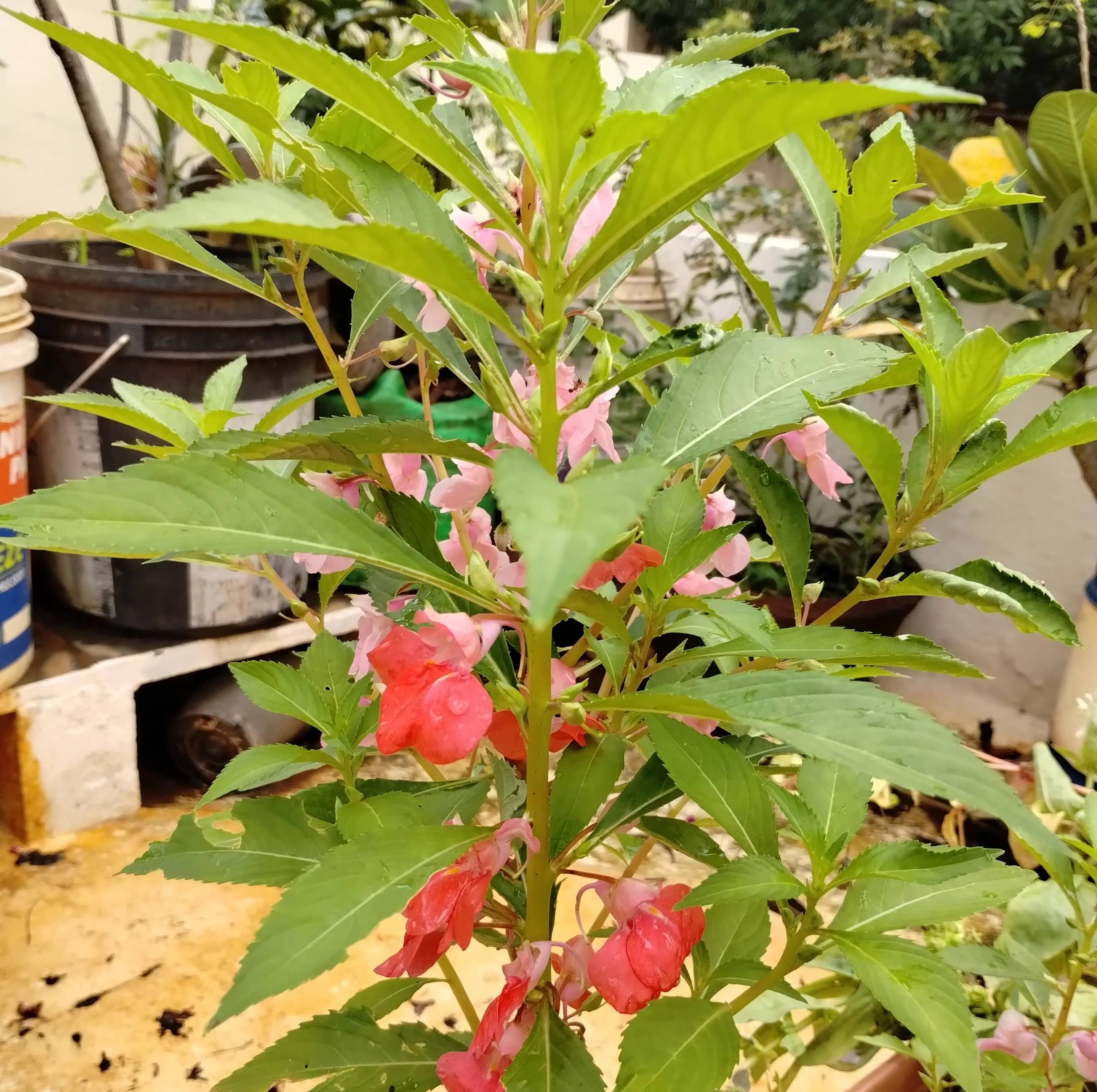 Balsam (Rose Balsam)