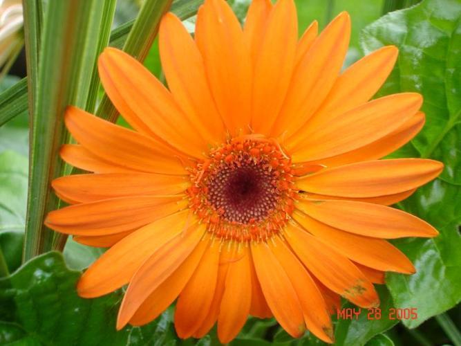 Barberton Daisy