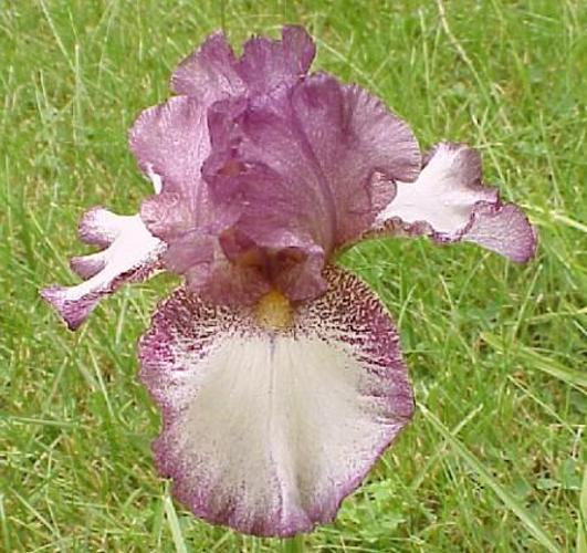 Bearded Iris