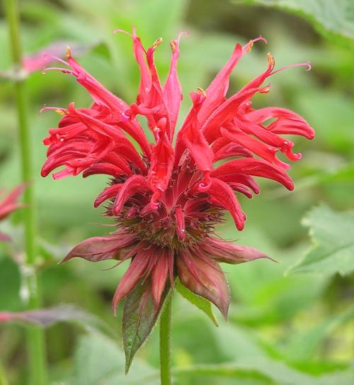 Beebalm