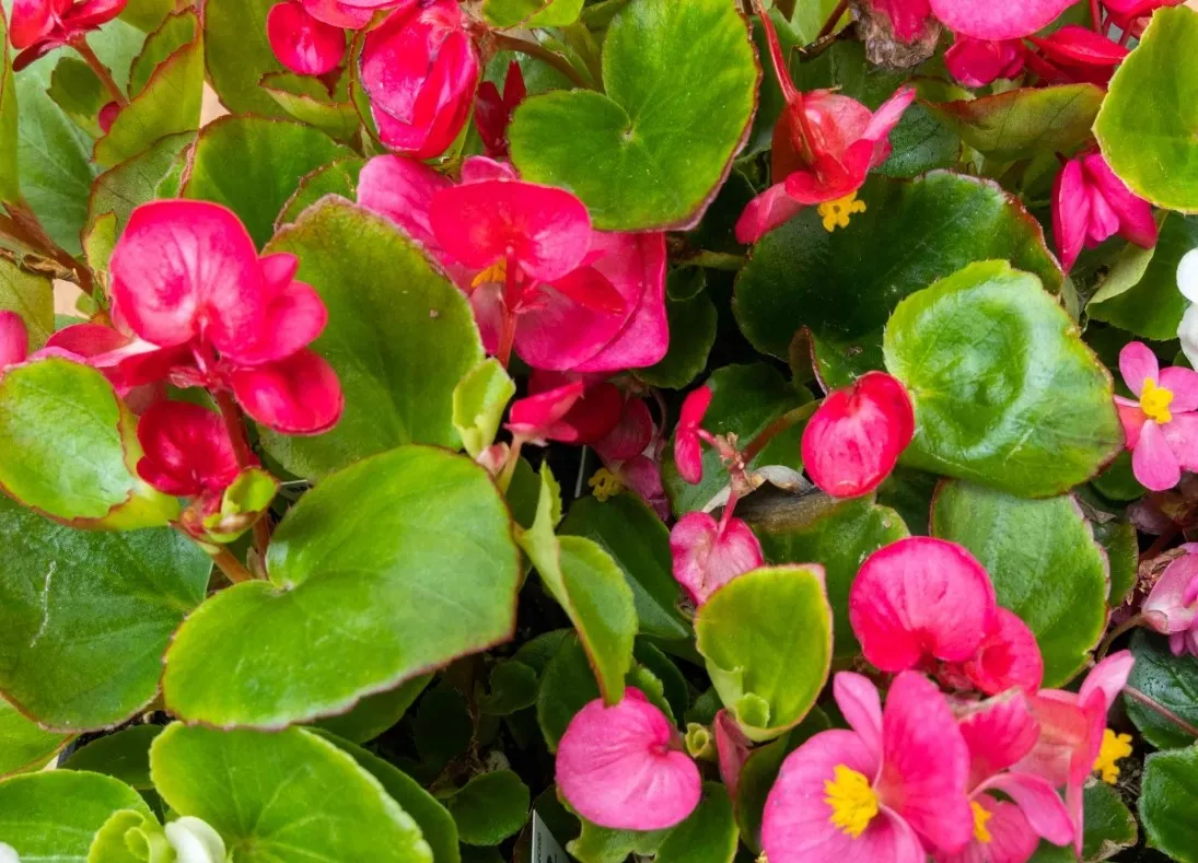 Begonia