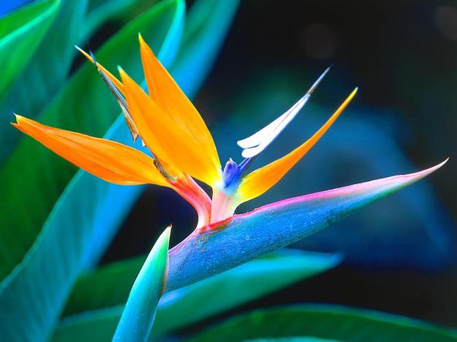 Bird of Paradise