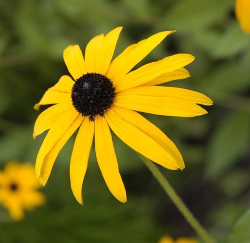 Black eyed Susan
