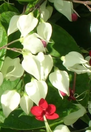 Bleeding Heart Vine