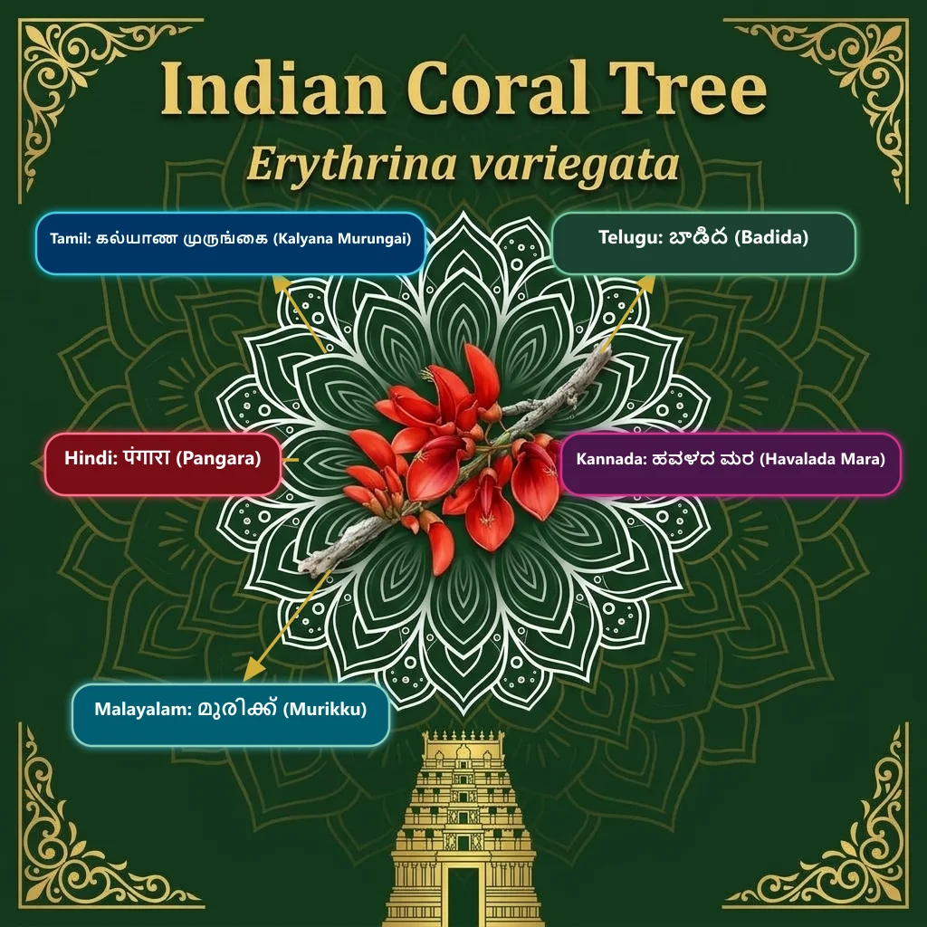 Indian Coral Tree — Kalyana Murungai · Badida · Pangara · Havalada Mara · Murikku