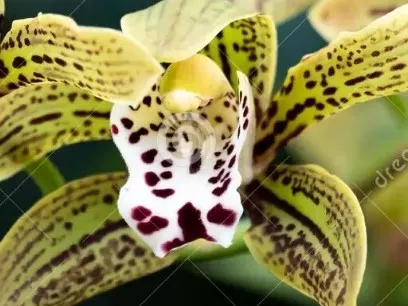 Boat Orchid