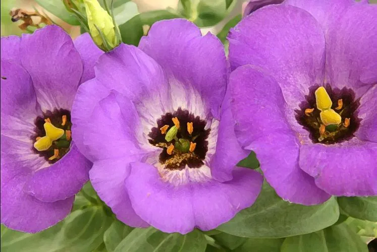 Texas Bluebell (Lisianthus)