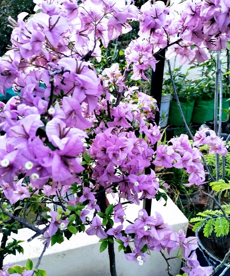 Bougainvillea