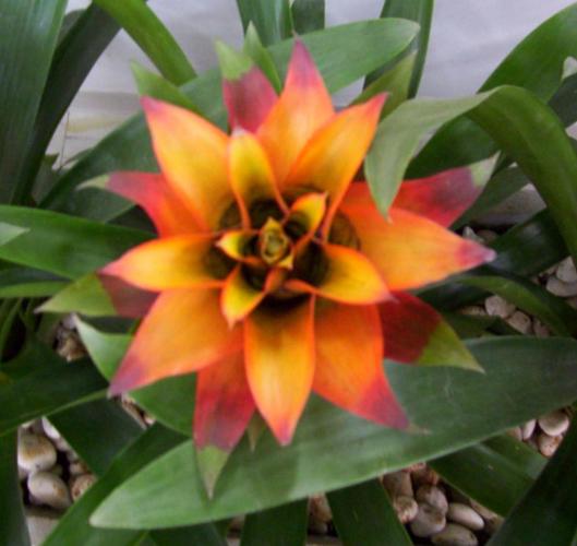 Bromelia