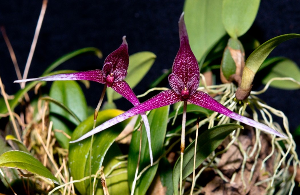 Bulbophyllum Orchid