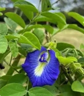 Butterfly pea