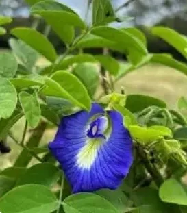 Butterfly Pea