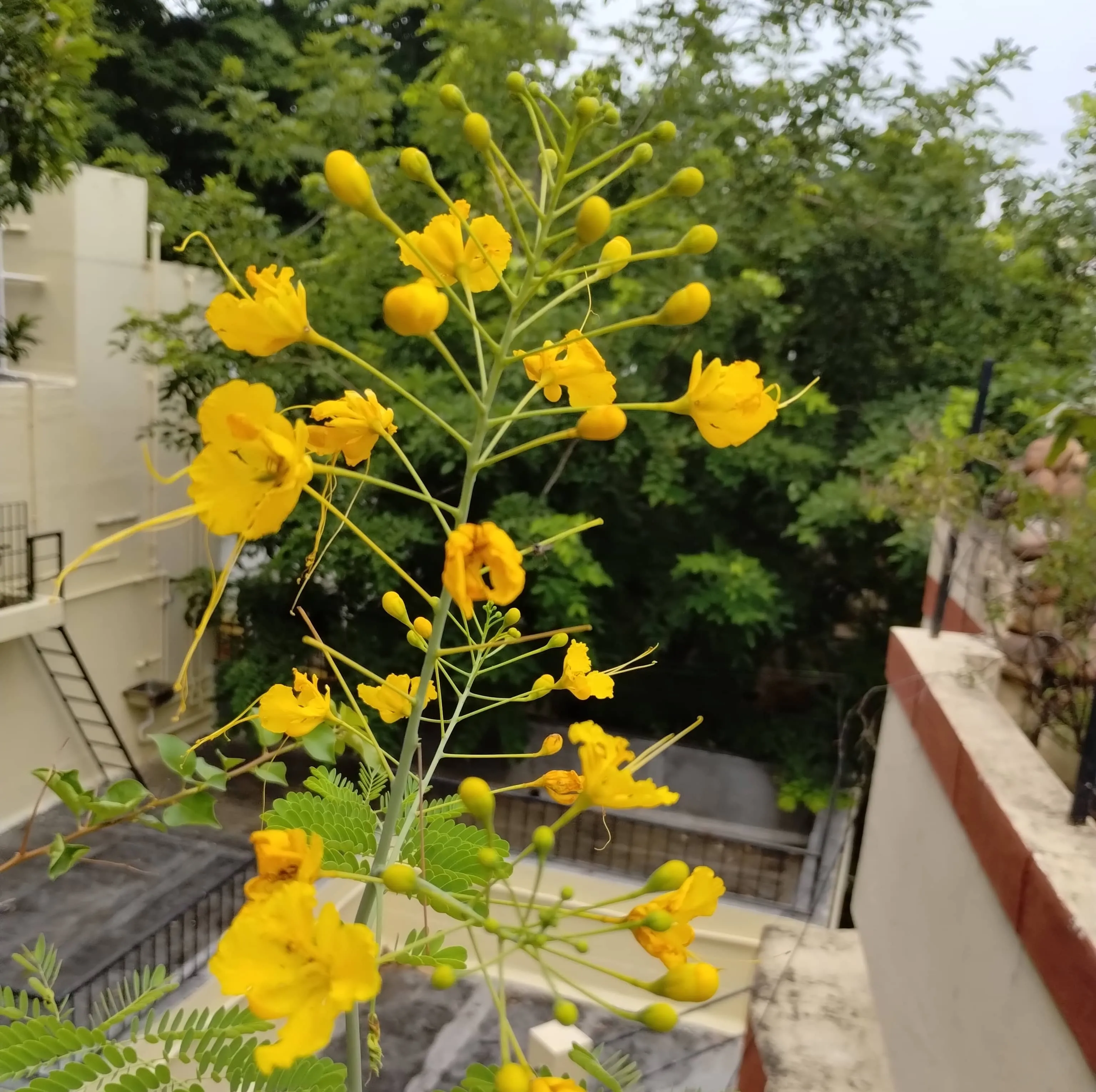 Peacock Flower (Caesalpinia)