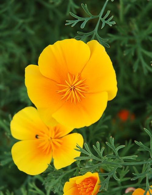 California poppy