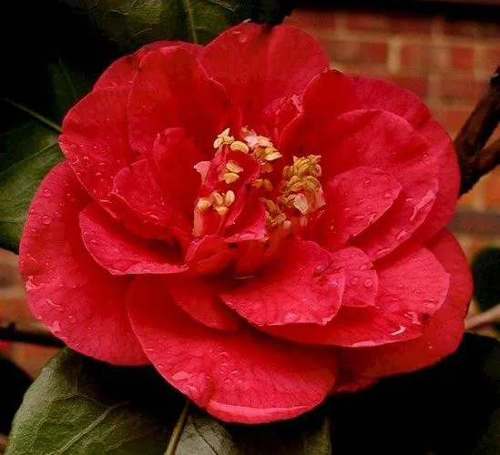 Camellia