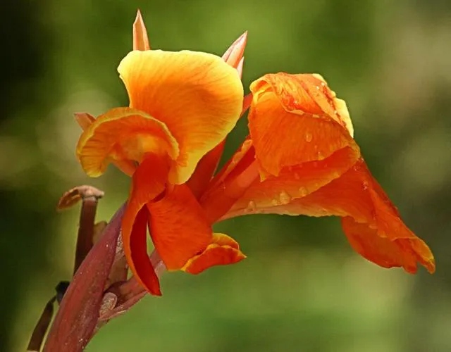 Canna lily