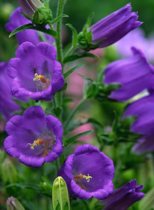 Canterbury bells