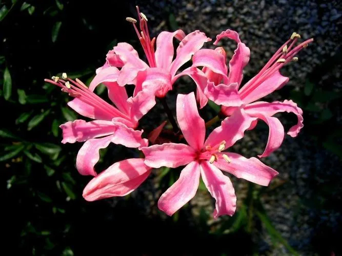 Cape Flower (Red Spider Lily)