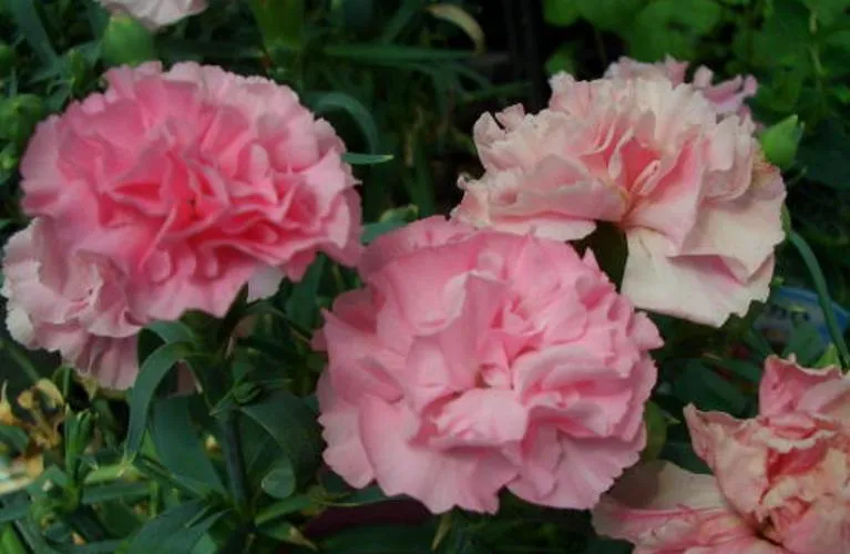 Carnation flower