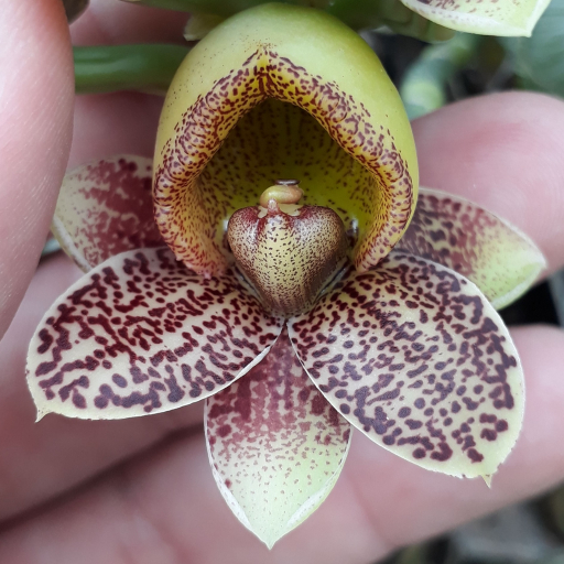 Catasetum Orchid