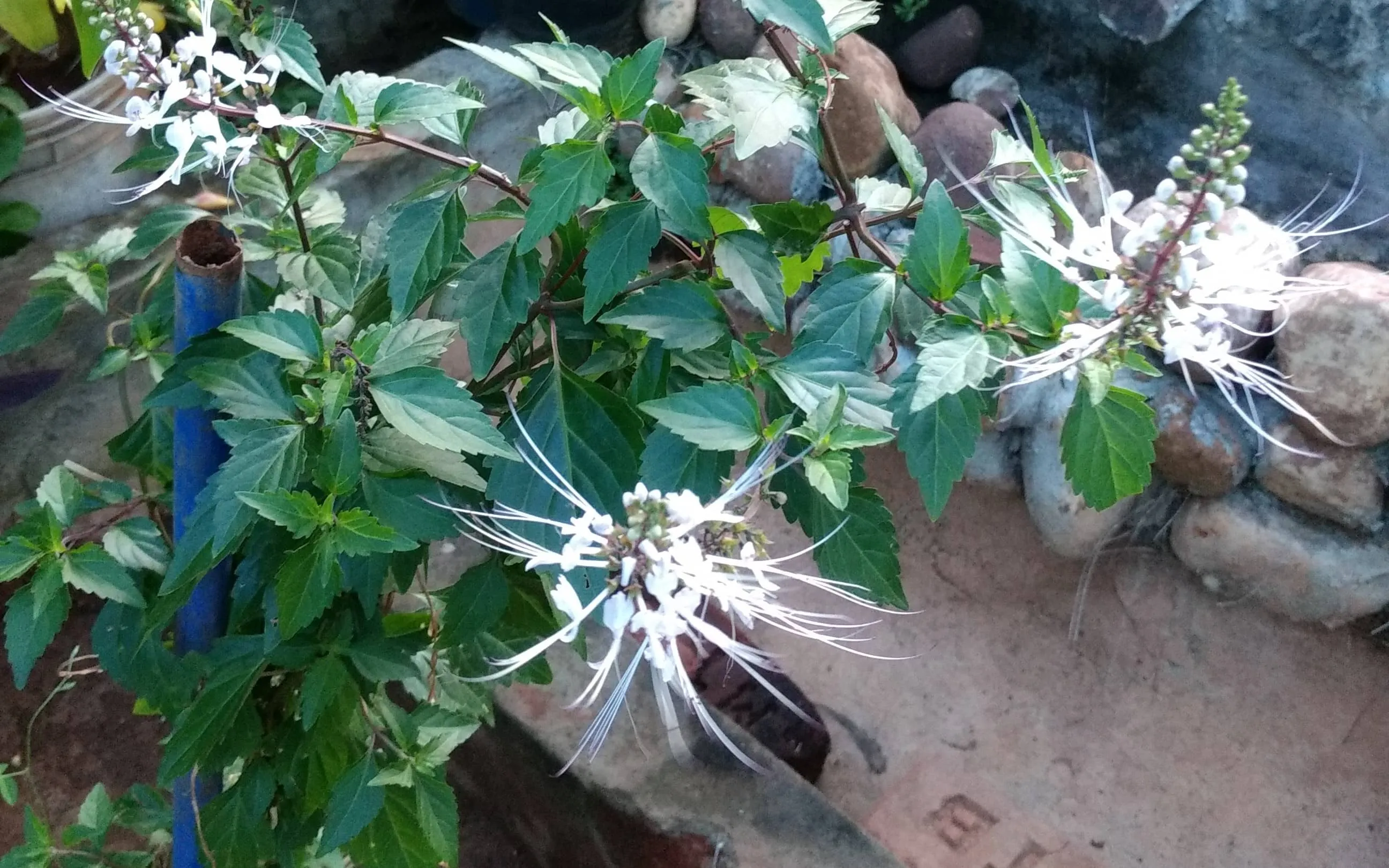 Cat's whiskers