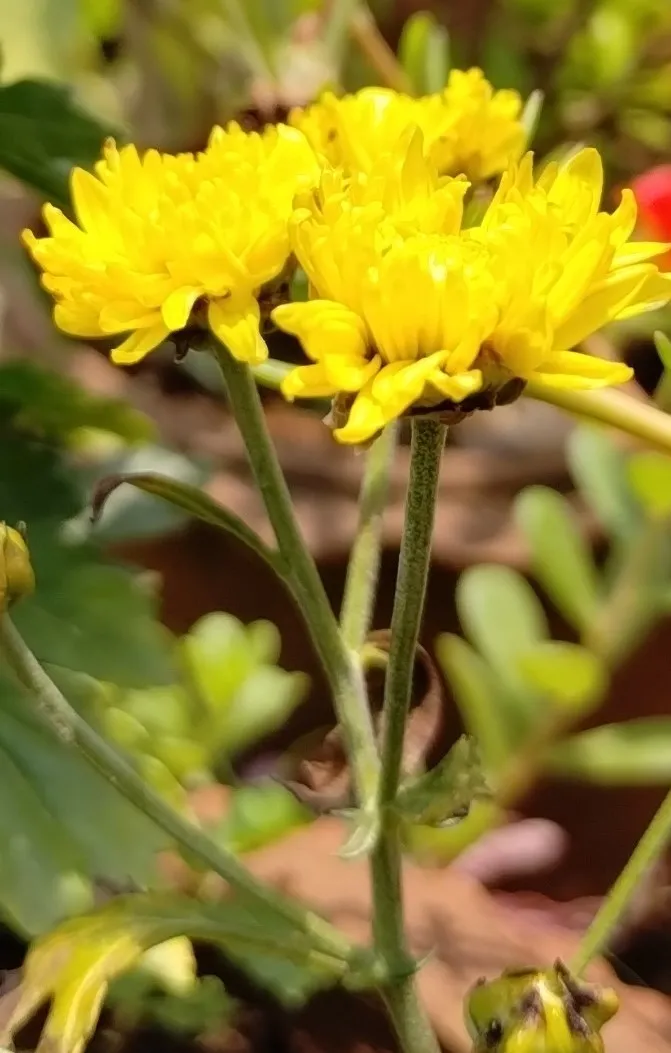 Chrysanthemum