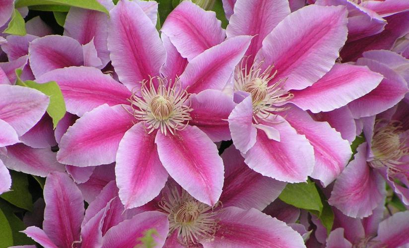 Clematis