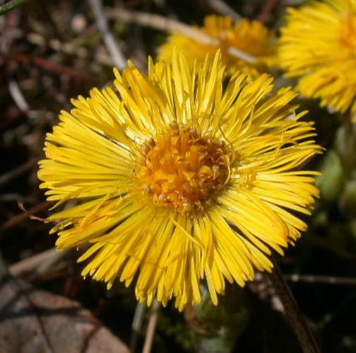 Coltsfoot