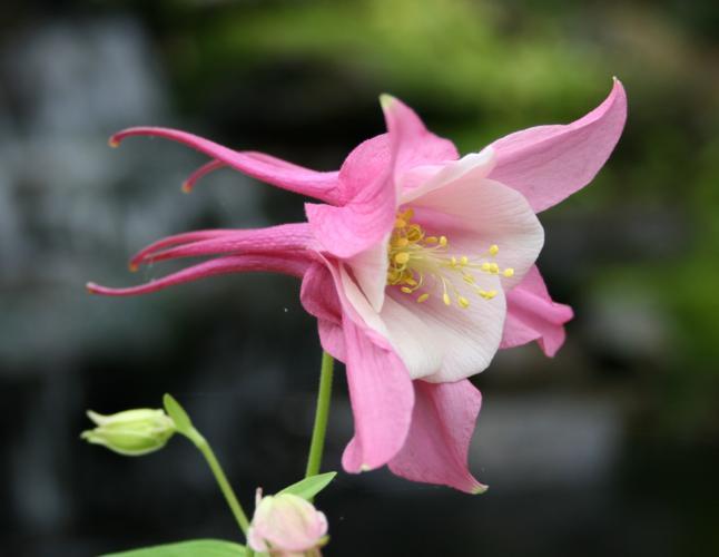 Columbine