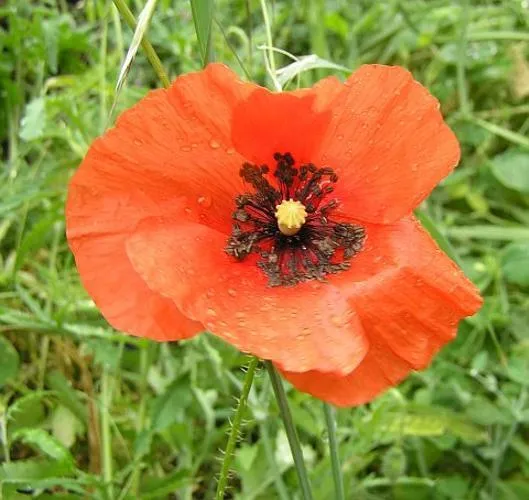 Corn Poppy