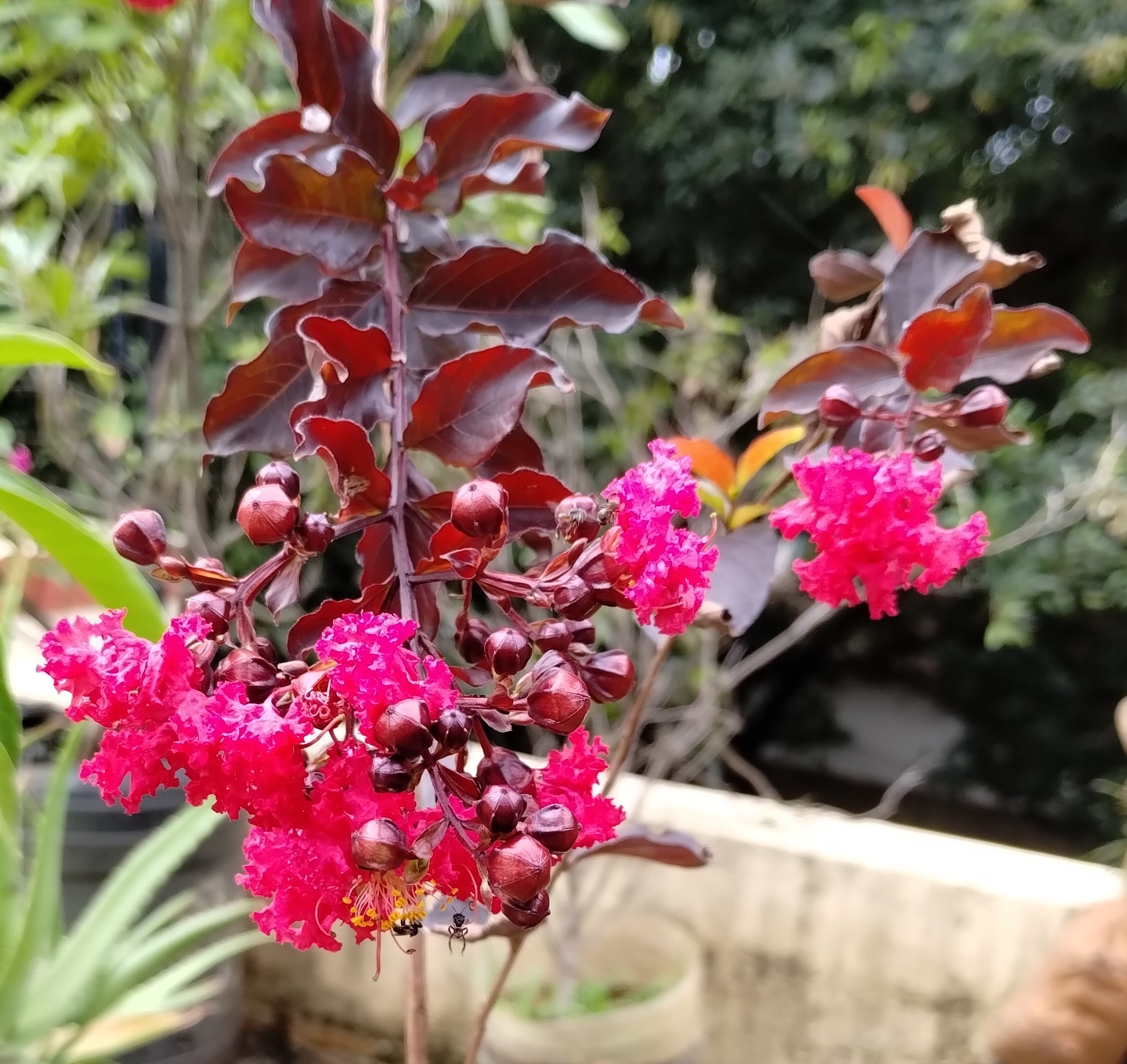 Crepe Myrtle