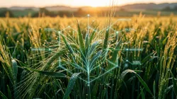 Crop Deficiencies & Pathogens Directory
