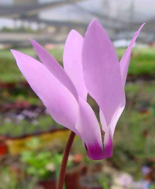 Cyclamen
