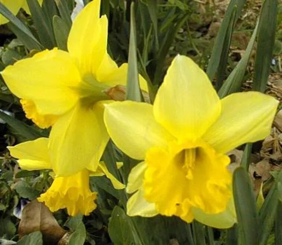 Daffodil