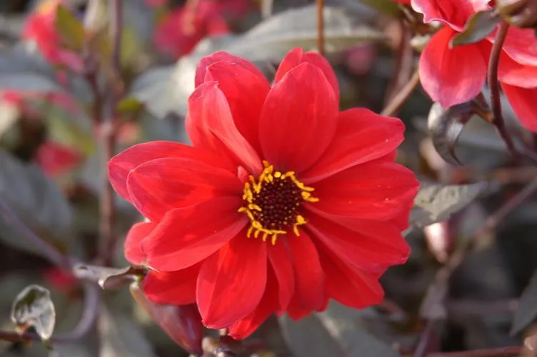 Dahlia 'Bishop of Llandaff'