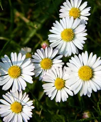 Daisy