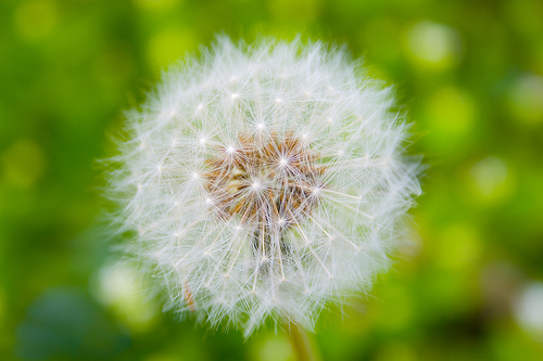 Dandelion